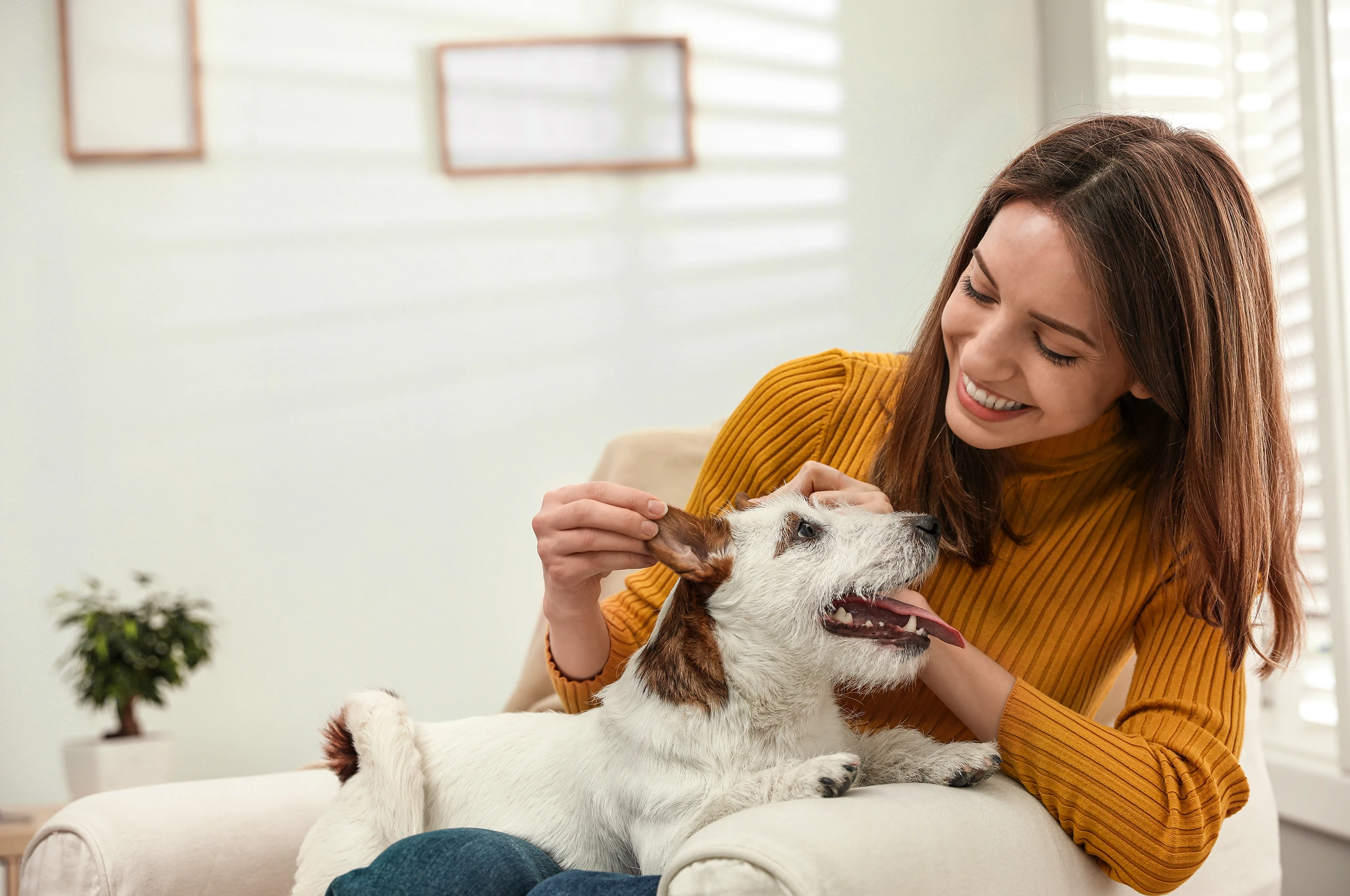 Junge Frau streichelt lachend ihren kleinen Hund auf dem Sessel